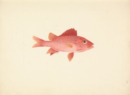 Unidentified Fish