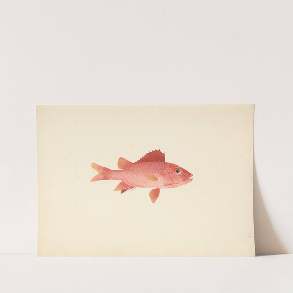 Unidentified Fish by Luigi Balugani