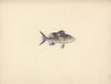 Unidentified Fish