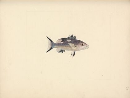 Unidentified Fish