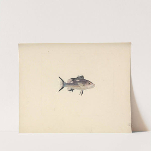 Unidentified Fish by Luigi Balugani