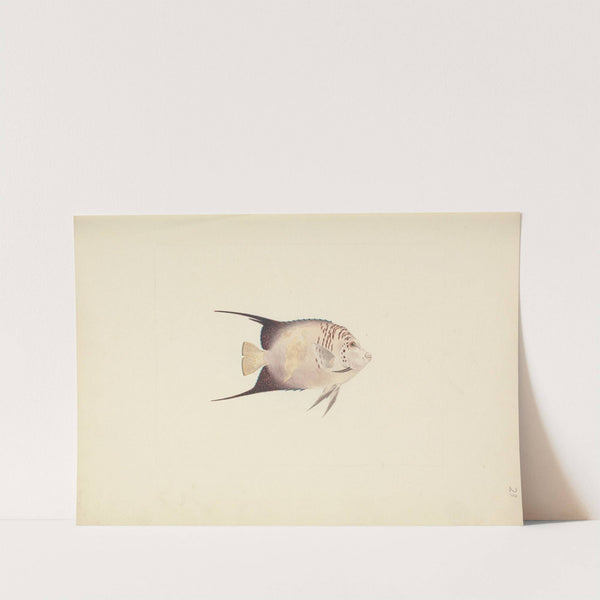 Unidentified Fish by Luigi Balugani