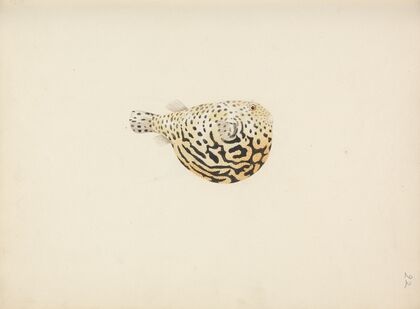 Unidentified Fish