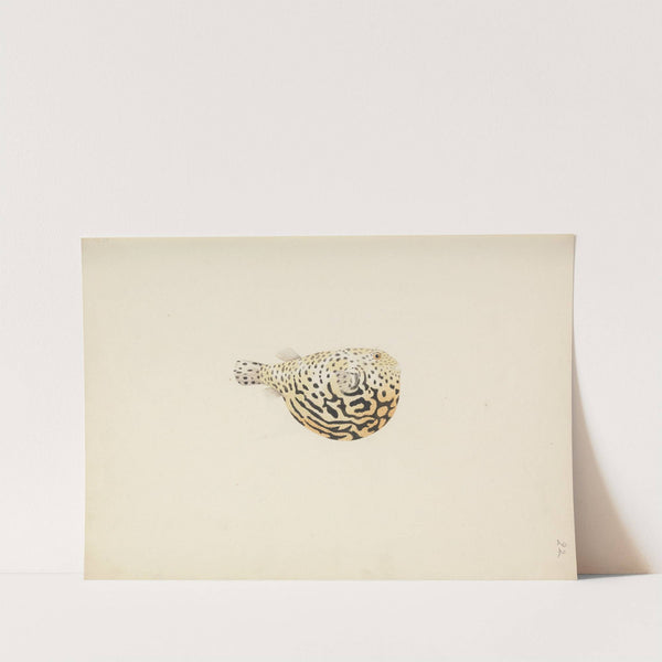 Unidentified Fish by Luigi Balugani