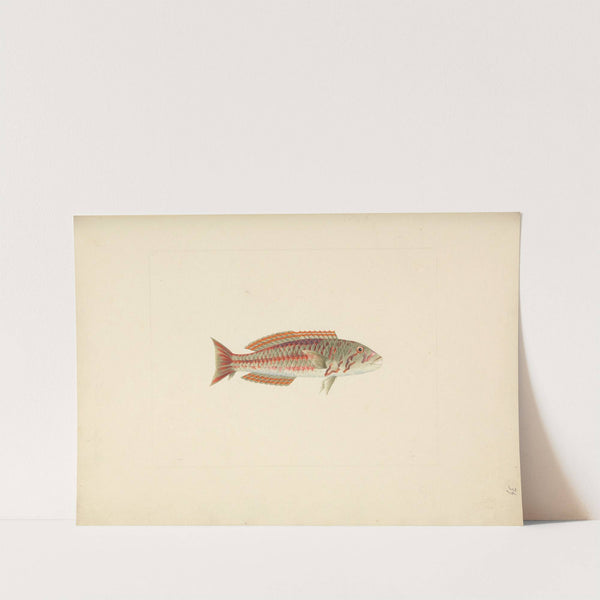 Unidentified Fish by Luigi Balugani