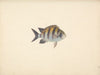 Unidentified Fish