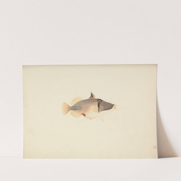 Unidentified Fish by Luigi Balugani