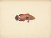 Unidentified Fish