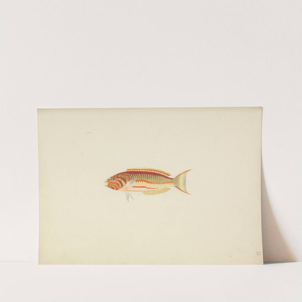 Unidentified Fish by Luigi Balugani