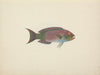 Unidentified Fish