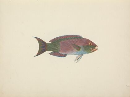 Unidentified Fish