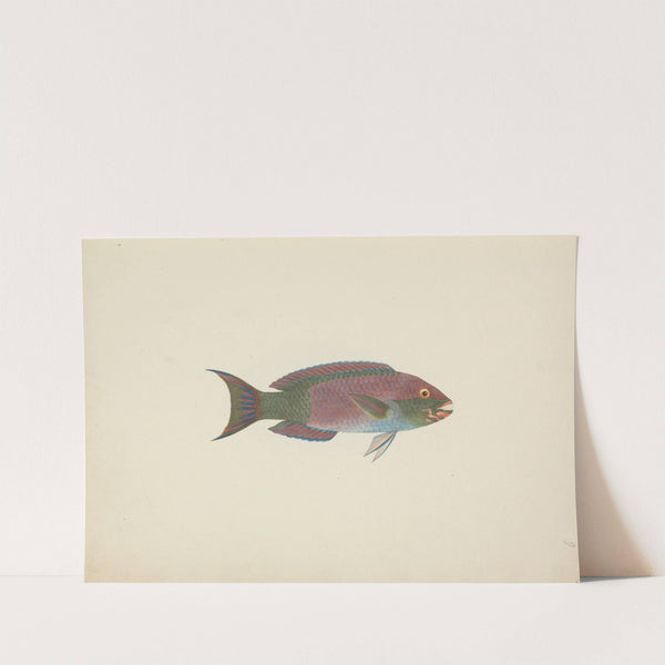 Unidentified Fish by Luigi Balugani