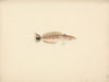 Unidentified Fish