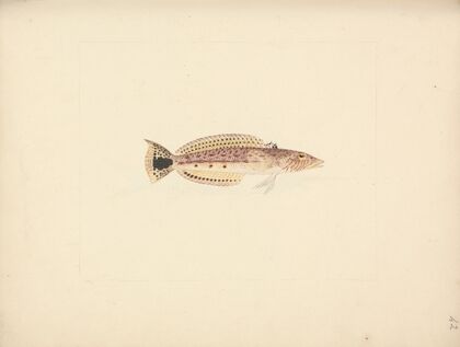 Unidentified Fish