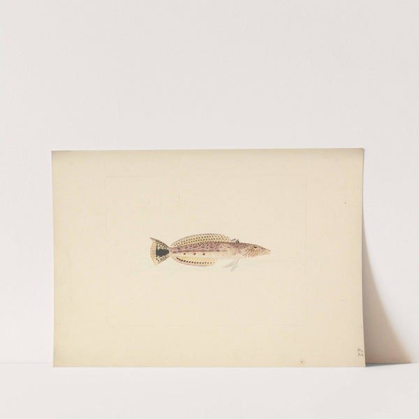 Unidentified Fish by Luigi Balugani