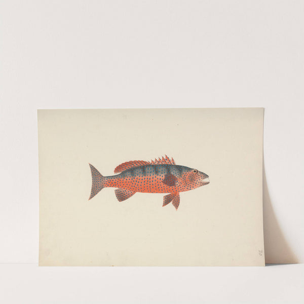 Unidentified Fish by Luigi Balugani