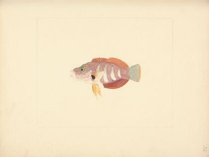 Unidentified Fish