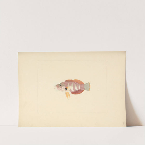 Unidentified Fish by Luigi Balugani