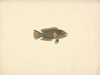 Unidentified Fish