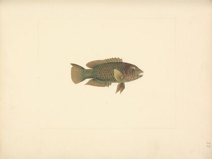 Unidentified Fish