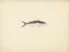Unidentified Fish