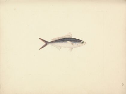 Unidentified Fish