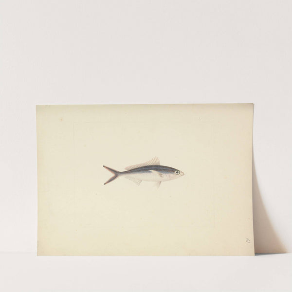 Unidentified Fish by Luigi Balugani