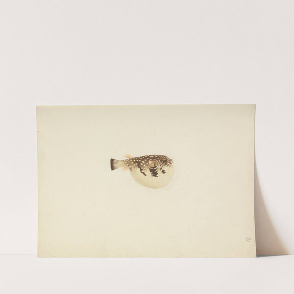 Unidentified Fish by Luigi Balugani