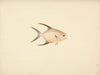 Unidentified Fish