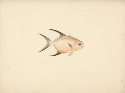 Unidentified Fish