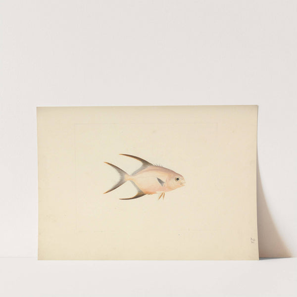 Unidentified Fish by Luigi Balugani