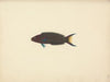 Unidentified Fish