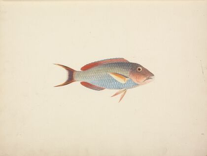 Unidentified Fish