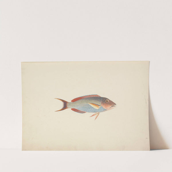 Unidentified Fish by Luigi Balugani