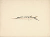 Unidentified Fish