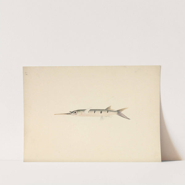 Unidentified Fish by Luigi Balugani