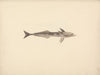 Unidentified Fish