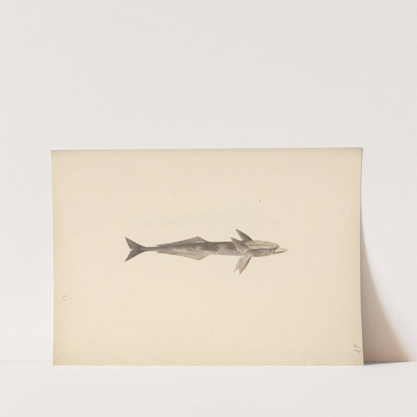 Unidentified Fish by Luigi Balugani