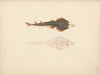 Unidentified Fish
