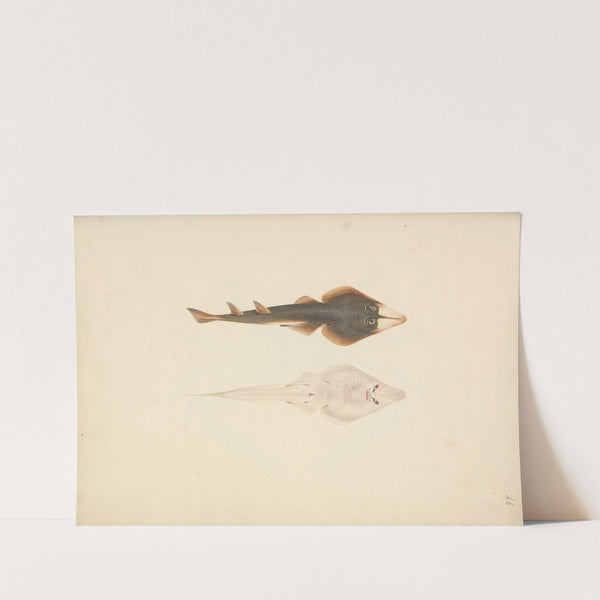 Unidentified Fish by Luigi Balugani