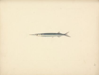 Unidentified Fish