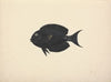 Unidentified Fish