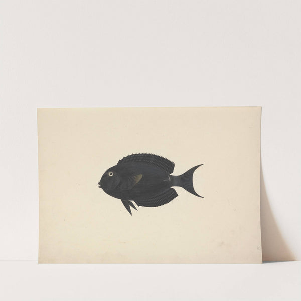 Unidentified Fish by Luigi Balugani