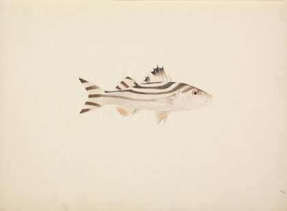 Unidentified Fish