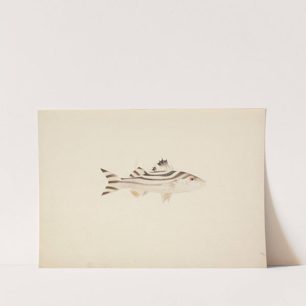 Unidentified Fish by Luigi Balugani