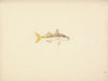 Unidentified Fish