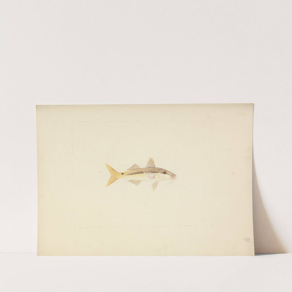 Unidentified Fish by Luigi Balugani