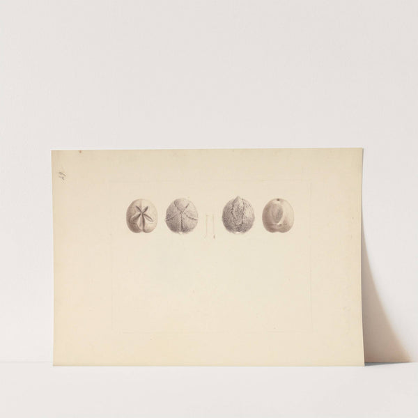 Unidentified Sand Dollar by Luigi Balugani