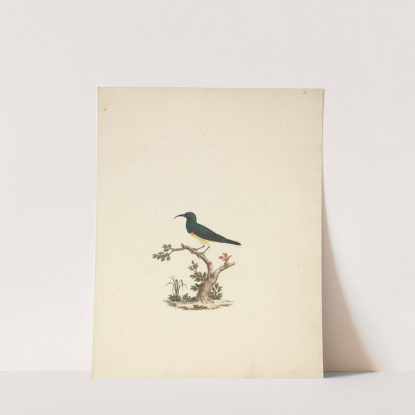 Unidentified Sunbird by Luigi Balugani