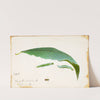 Unspotted Beach Leaf Edge Caterpillar, study for book Concealing Coloration in the Animal Kingdom by Emma Beach Thayer